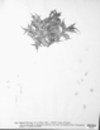 Ophiobolus eryngii image